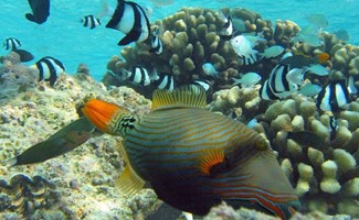 Korallen des Roten Meeres